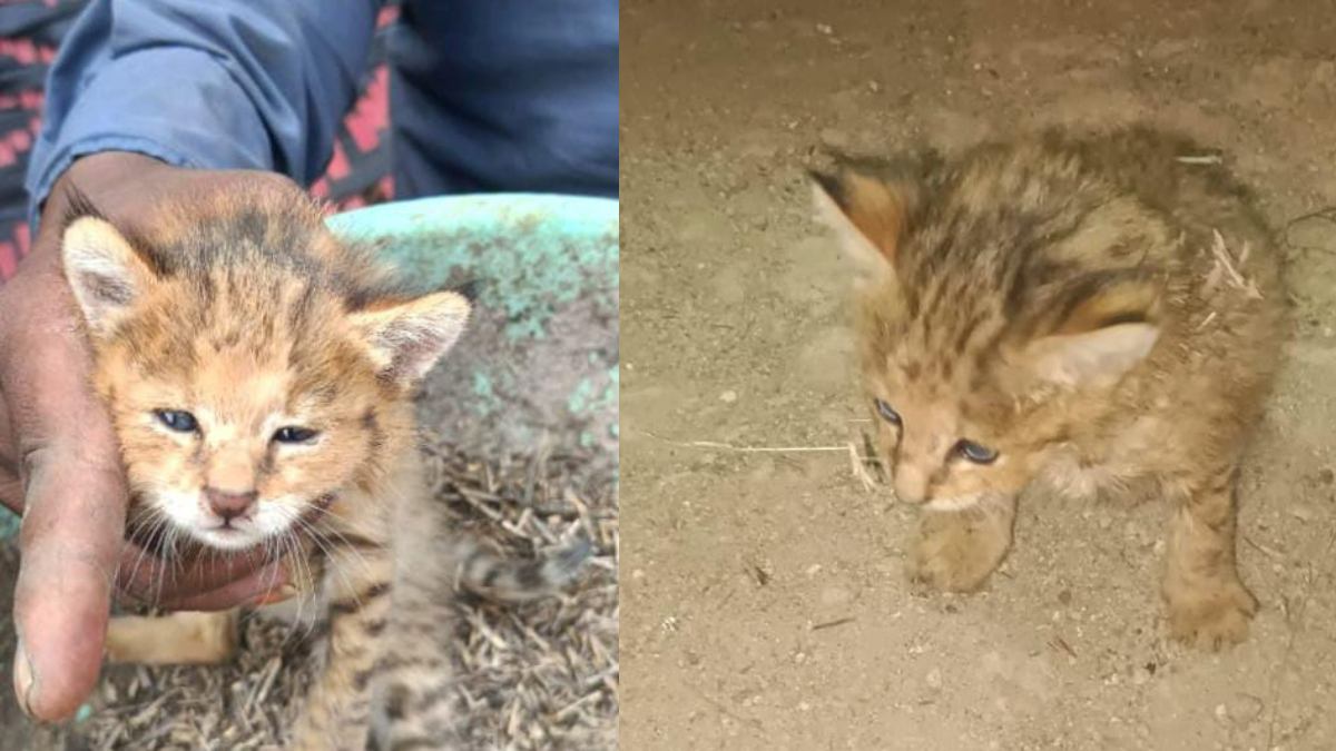 WhatsApp-Image-2024-11-13-at-3.41.35-PM-1