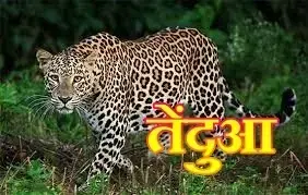 अल्मोड़ा में फिर दिखा तेंदुआ:थाना और पलटन बाजार में घूमता रहा, लोगों में दहशत