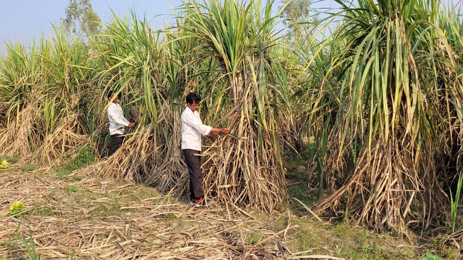 किसानों की आय बढ़ाने की दिशा में बड़ा कदम: गन्ना मूल्य में ऐतिहासिक वृद्धि