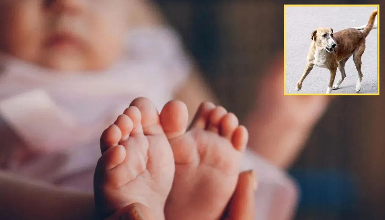 नवजात का शव कुत्तों ने नोचा, पुलिस जांच में जुटी