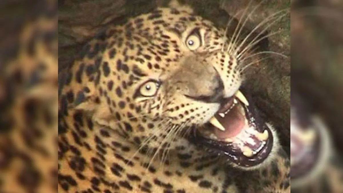 नैनीताल में मकान में घुसा गुलदार:गले पर चोट के निशान, ग्रामीणों में दहशत