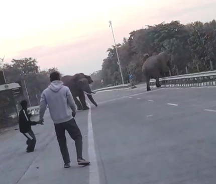 हल्दूचौड़ में हाथियों का हाईवे पर आतंक, मार्निंग वॉक पर निकले लोगों को दौड़ाया, मची अफरा-तफरी