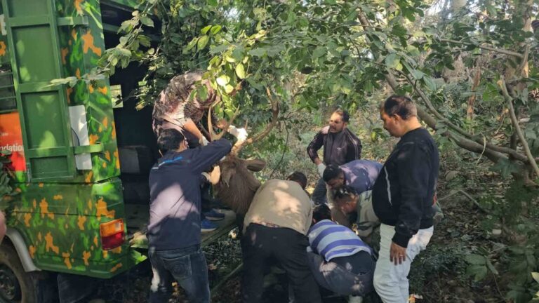 रामनगर-हल्द्वानी मार्ग पर अब सांभर के साथ सेल्फी नहीं ले पाएंगे लोग, वन विभाग ने किया रेस्क्यू