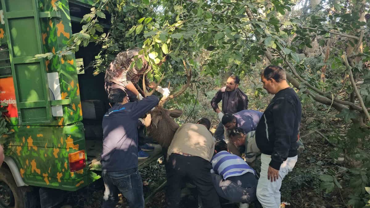 रामनगर-हल्द्वानी मार्ग पर अब सांभर के साथ सेल्फी नहीं ले पाएंगे लोग, वन विभाग ने किया रेस्क्यू