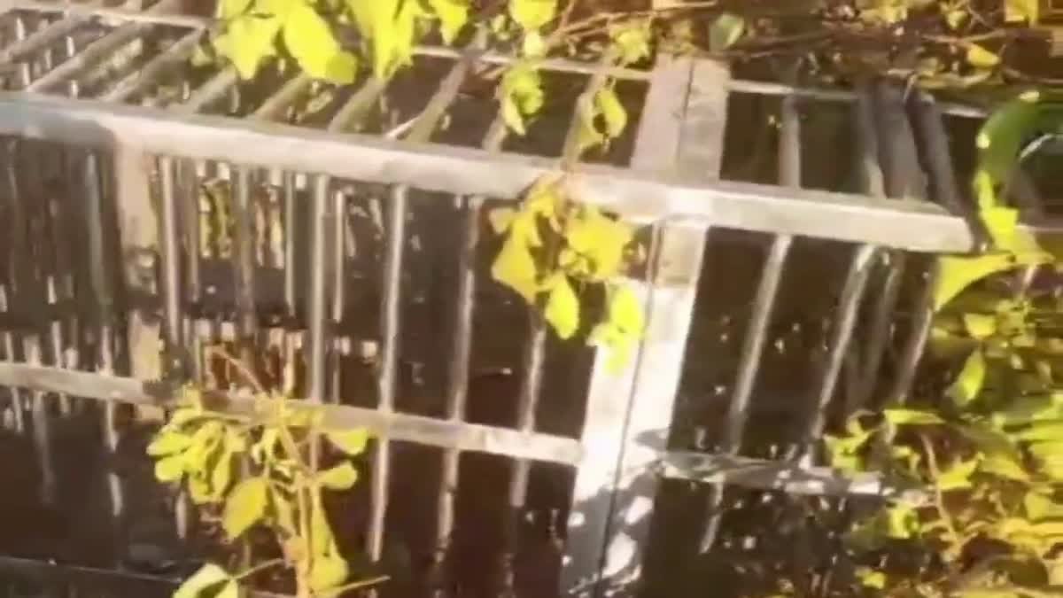 पिंजरे में फंसते–फंसते बचा आदमखोर, शिकार चट कर भागा गुलदार