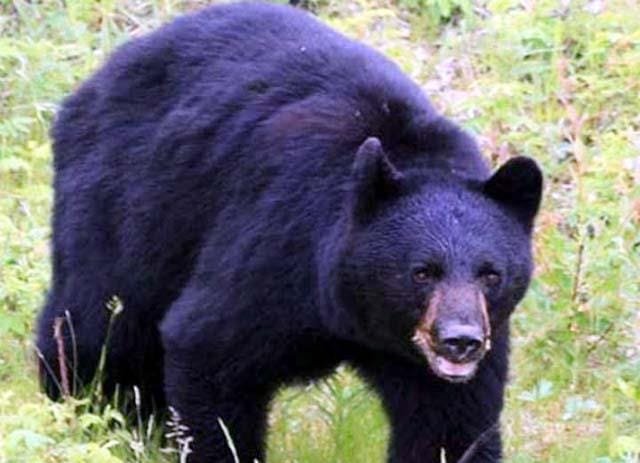 अभी-अभी(उत्तराखंड)भालू के हमले से महिला गंभीर. हायर सेंटर रेफर