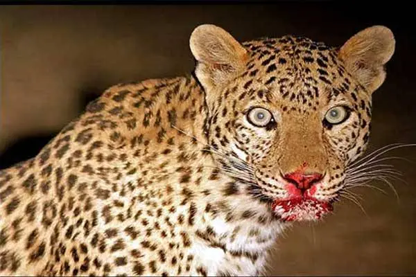 लोहाघाट में गुलदार का आतंक: च्यूरानी ग्राम सभा में व्यक्ति की मौत, ग्रामीणों ने आदमखोर घोषित कर मारने की उठाई मांग