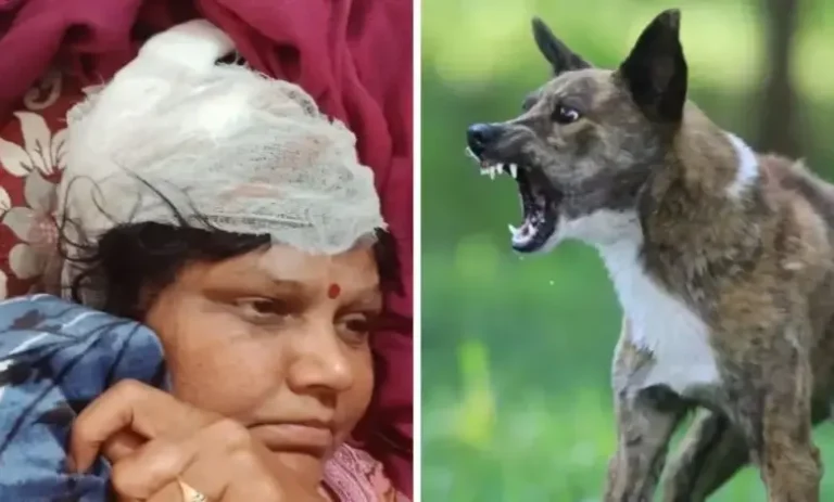 Big Breaking:-उत्तराखंड में आवारा कुत्तों का आतंक, महिला पर अचानक झपटे आधा दर्जन कुत्ते; नोचने लगे पैर