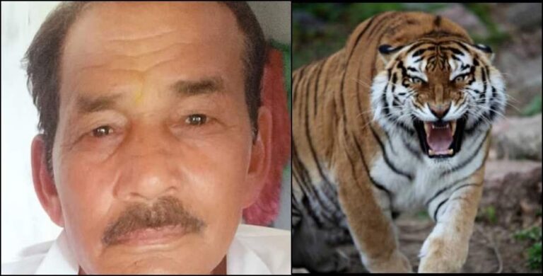 उत्तराखंड: मवेशी चराने जंगल गए थे 69 वर्षीय बुजुर्ग, बाघ के हमले में हुई दर्दनाक मौत