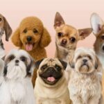 देहरादून में अब बिना रजिस्ट्रेशन कुत्ता पालना महंगा, ₹20 हजार तक जुर्माना