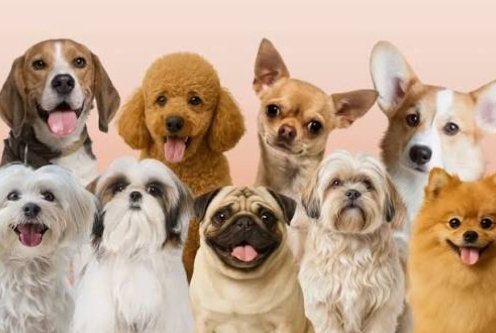 देहरादून में अब बिना रजिस्ट्रेशन कुत्ता पालना महंगा, ₹20 हजार तक जुर्माना