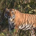 गुलदार ने ली एक और जान: पौड़ी में मौत के बाद ग्रामीणों का फूटा गुस्सा