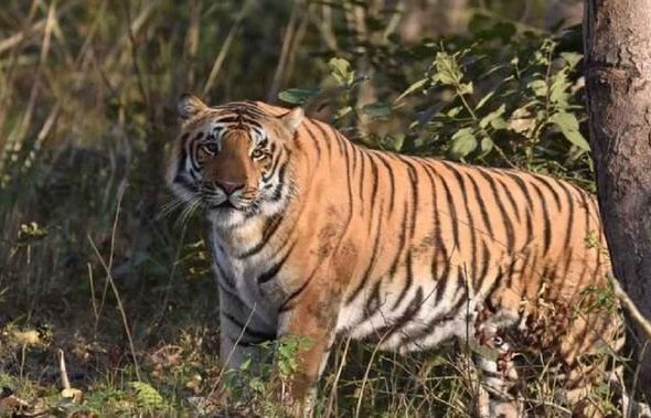 गुलदार ने ली एक और जान: पौड़ी में मौत के बाद ग्रामीणों का फूटा गुस्सा