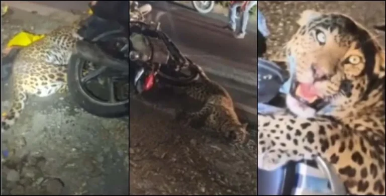 c7e9d7f6-127a-4c2b-ac14-bae3235d7ad4