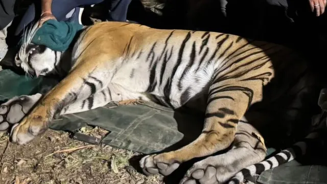 tiger-salt-almora-1778562498105_v