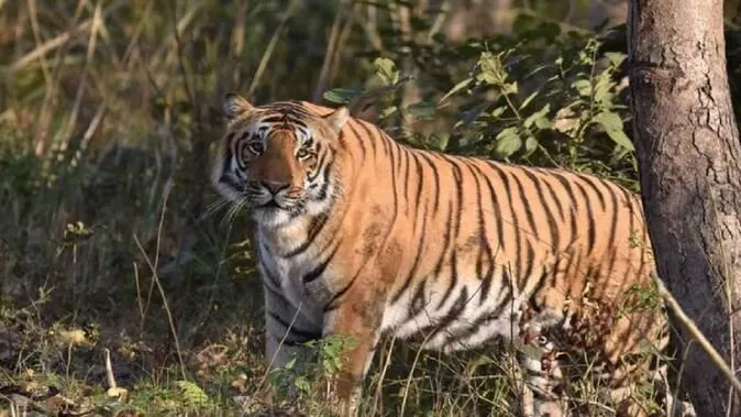 tiger
